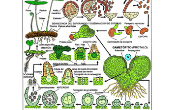 Ciclo Reproductor De Las Pteridofitas Educreations