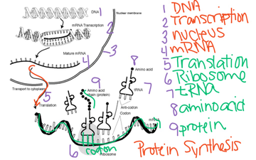 Protein Synthesis Diagram Labeled