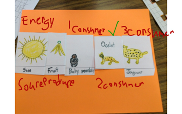 Food Chain Of The Ocelot | Educreations