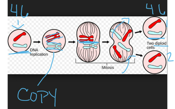 Mitosis | Educreations