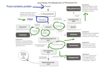 4.B.1 #1 Defects In Metabolic Pathways PKU Example | Educreations