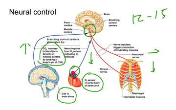 Respiratory System Key Ideas | Educreations