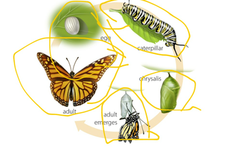 Patrick - Butterfly Life Cycle | Educreations