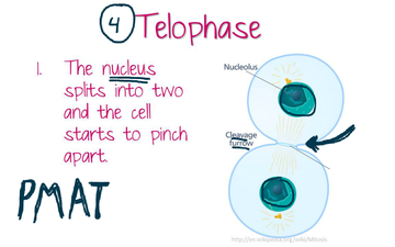 Steps of Mitosis | Educreations