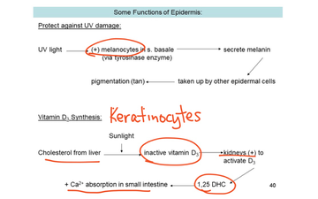 Integumentary System Introduction And Epidermis Educreations