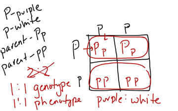 Punnett 1 | Educreations