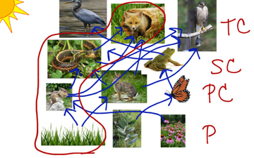 explain in detail food chain