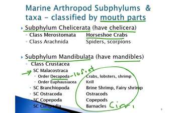 Phylum Arthropoda General Video Notes | Educreations