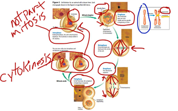 Mitosis | Educreations