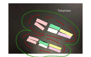 Stages Of Mitosis :) | Educreations