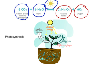 Photosynthesis | Educreations