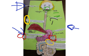 Digestive System | Educreations