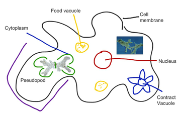 Amoeba Diagram | Educreations