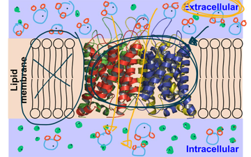 Osmosis and Aquaporins | Educreations