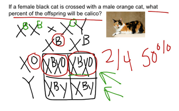 X Linked Traits | Educreations