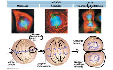 Review: Phases Of Cell Cycle And Stages Of Mitosis | Educreations